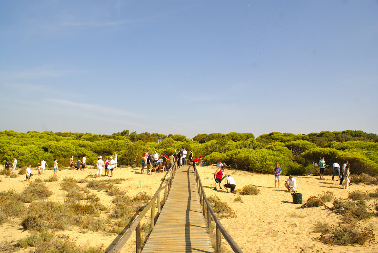 reforestacion punta umbria exploramas