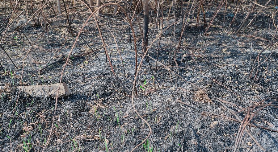 Cómo recuperar las zonas forestales tras un incendio exploramas 2