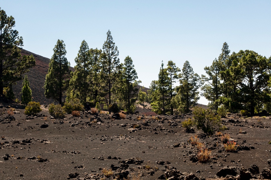 recuperar las zonas forestales tras un incendio